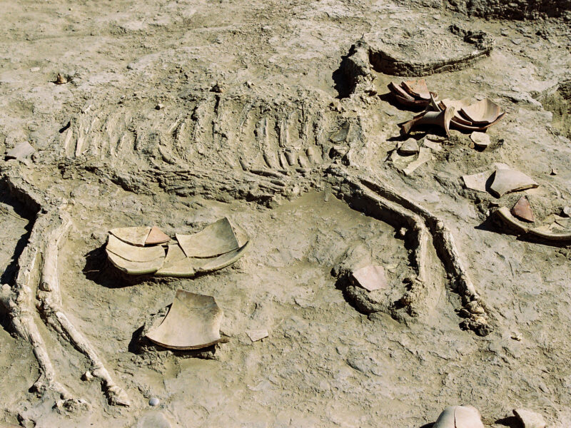 Horse Skeleton, Gonur Depe